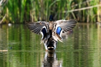 3874 Anas platyrhynchos (Germano reale maschio)